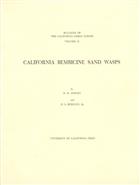 California Bembicine Sand Wasps