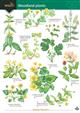 Guide to Woodland Plants  (Identification Chart)