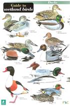 Guide to Wetland Birds (Identification Chart)