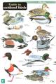 Guide to Wetland Birds (Identification Chart)