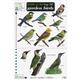 Top 50 Garden Birds (Identification Chart)