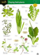 Playing Field Plants (Identification guide)