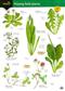 Playing Field Plants (Identification guide)