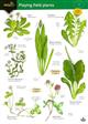 Playing Field Plants (Identification guide)
