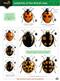 Ladybirds of the British Isles (Identification Chart)