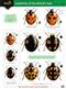 A Guide to Ladybirds of the British Isles (Identification Chart)