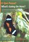 O Que Passa? What's Going on Here?  An Introduction to the Butterflies of the Amazon forest (DVD)