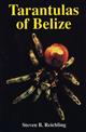 Tarantulas of Belize