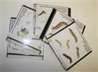 Larvae of the British Butterflies and Moths. Vol. 1-9 5 CD-ROMs (E-Book)