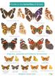 A Guide to the Butterflies of Britain (Identification Chart)
