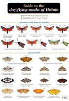 A Guide to the Day-flying Moths of Britain (Identification Chart)