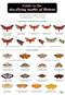 A Guide to the Day-flying Moths of Britain (Identification Chart)