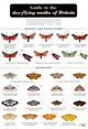 A Guide to the Day-flying Moths of Britain (Identification Chart)