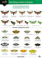 A Guide to the Day-flying Moths of Britain (Identification Chart)