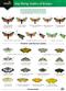 A Guide to the Day-flying Moths of Britain (Identification Chart)
