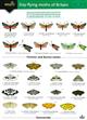 A Guide to the Day-flying Moths of Britain (Identification Chart)