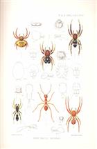 On some new and interesting Exotic Spiders collected by Messrs G.A.K. Marshall and R. Shelford