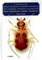 A Treatise on the Western Hemisphere Caraboidea (Coleoptera). Their classification, distributions, & ways of life. Volume 1 - (Trachypachidae, Carabidae: Nebriiformes 1)