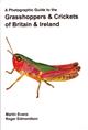 A Photographic Guide to the Grasshoppers & Crickets of Britain & Ireland