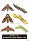 Guide to the Hawkmoths of the British Isles (Identification Chart)
