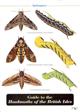 Guide to the Hawkmoths of the British Isles (Identification Chart)