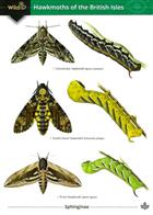 Guide to the Hawkmoths of the British Isles (Identification Chart)