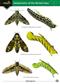Guide to the Hawkmoths of the British Isles (Identification Chart)