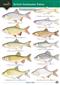 Guide to British freshwater Fishes (Identification Chart)