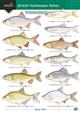 Guide to British freshwater Fishes (Identification Chart)