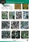 Urban lichens 1 (on trees and wood) (Identification Chart)