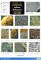 Urban Lichens 2 (on stone and soil) (Identification Chart)
