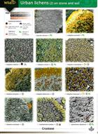 Urban Lichens 2 (on stone and soil) (Identification Chart)
