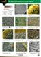 Urban Lichens 2 (on stone and soil) (Identification Chart)