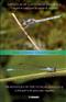 Dragonflies of the Yungas (Odonata) Field Guide to the Species from Argentina