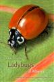 Ladybugs of Alberta: Finding the Spots & Connecting the Dots