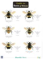 Guide to Bees of Britain (Identification Chart)