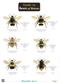 Guide to Bees of Britain (Identification Chart)