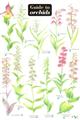 Guide to Orchids (Identification Chart)