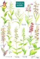 Guide to Orchids (Identification Chart)