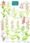 Guide to Orchids (Identification Chart)