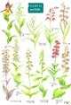 Guide to Orchids (Identification Chart)