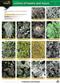 Guide to Lichens of heaths and moors (CHART) (Identification Chart)