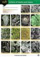 Guide to Lichens of heaths and moors (CHART) (Identification Chart)