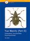 True Weevils 2: Coleoptera (Curculionidae, Ceutorhynchinae)  (Handbooks for the Identification of British Insects 5/17c)