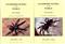 Gnaphosid Genera of the World. Vol. 1-2