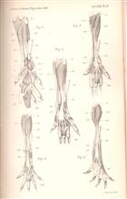 On the Homologies of the long Flexor Muscles of the Feet of Mammalia, with remarks on the Value of their Leading modifications in Classification