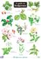A Guide to hedgerows (Identification Chart)