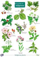 A Guide to hedgerows (Identification Chart)