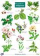 A Guide to hedgerows (Identification Chart)