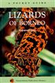 A Pocket Guide: Lizards of Borneo